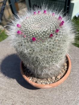 Mammillaria hahniana